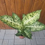 Difenbachia (Dieffenbachia seguine) ‘MARS’  - výška 40-50 cm, kont.C4L